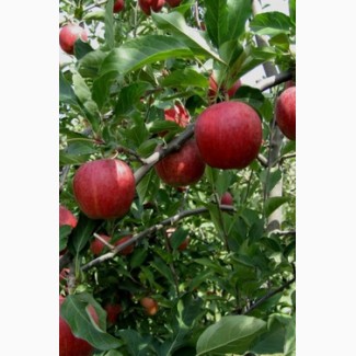 Яблоко Гала Маст оптом с сада