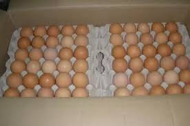 Фото 2. Продам яйца