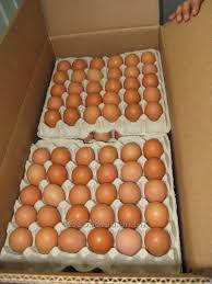 Фото 6. Продам яйца