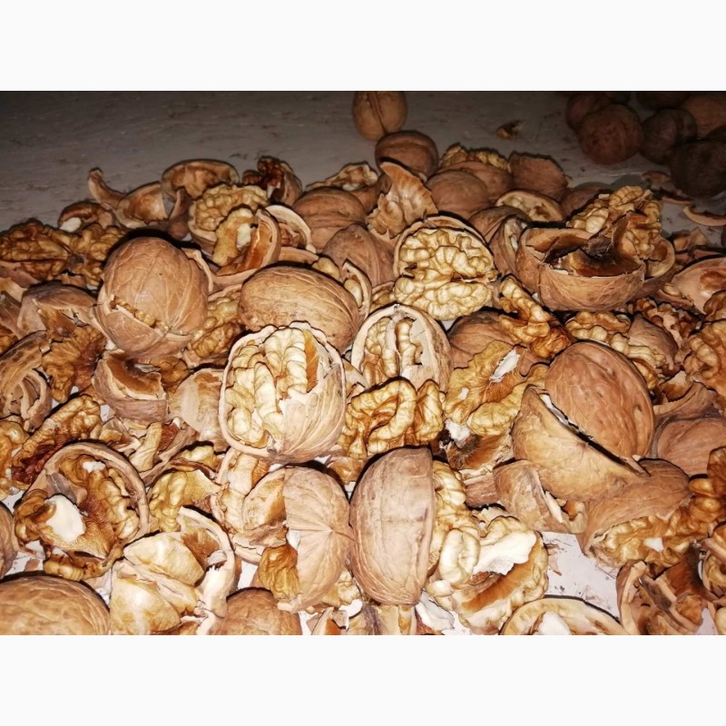 Фото 8. Продаем грецкий орех (очищенный и неочищенный) / Walnut sale