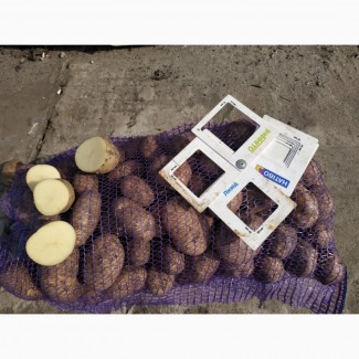 Фермерское хозяйство реализует картофель 20, 00 ГРН