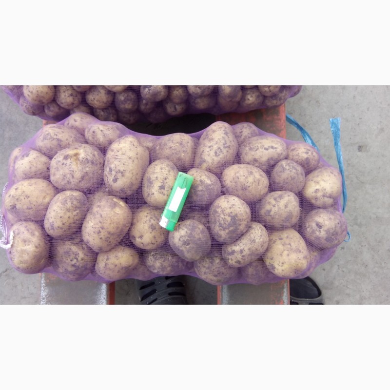 Фото 2. Фермерское хозяйство реализует картофель 20, 00 ГРН