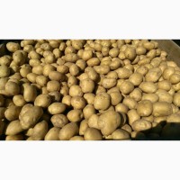 Фермерское хозяйство реализует картофель 20, 00 ГРН