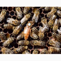 Пчеломатки (бджоломатки) БакфастF1 2019 рік
