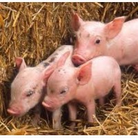 БВМД JNL pig sows 10-15%