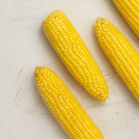 Продам насіння кукурудзи ДН Корунд, ФАО 230