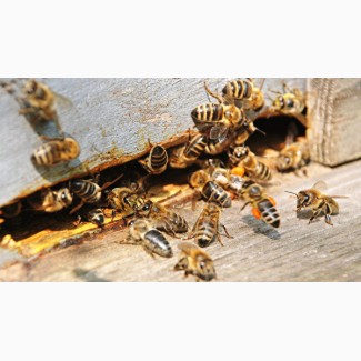 Пчелосемьи, пчелы (Дадан, Рута) 2020 Луганск, ЛНР