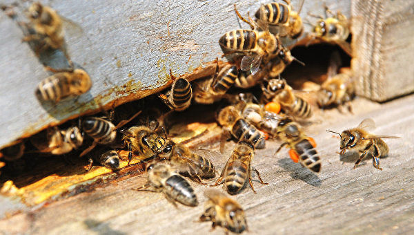 Пчелосемьи, пчелы (Дадан, Рута) 2020 Луганск, ЛНР
