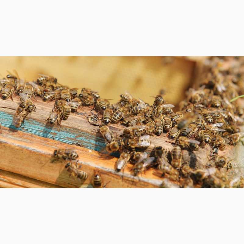 Фото 2. Пчелосемьи, пчелы (Дадан, Рута) 2020 Луганск, ЛНР