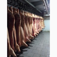 Продам Мясо Свинина - опт I, II категории