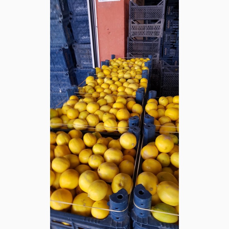 Фото 2. Продажа оптом лимонов 3 качества из Турции