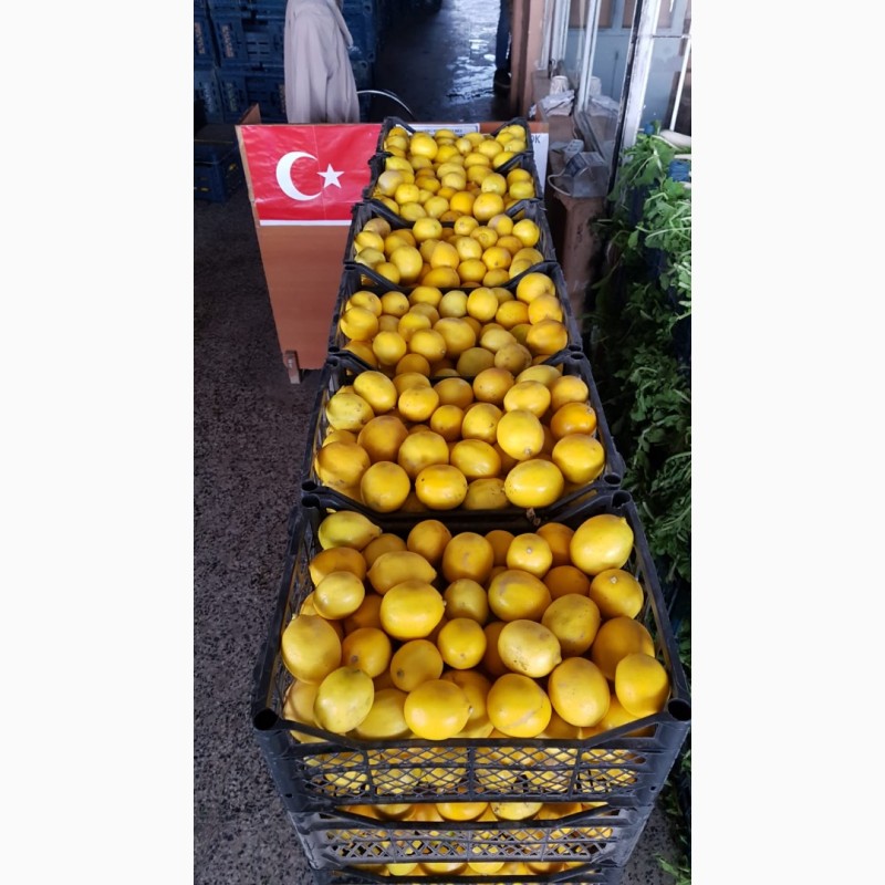 Фото 3. Продажа оптом лимонов 3 качества из Турции