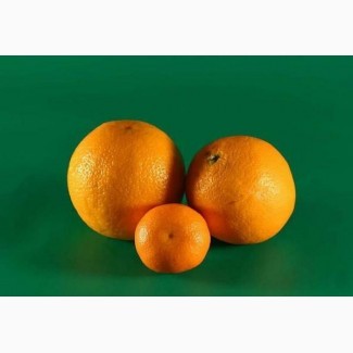 Покупаем оптом апельсины от 20 т