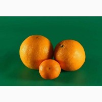 Покупаем оптом апельсины от 20 т