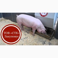Куплю свиней, КРС живым весом