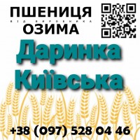 Семена озимой пшеницы Даринка Киевская от производителя в Харьковской области, Агротрейд