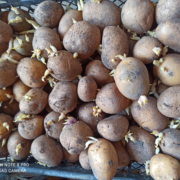 Фото 2. Продам ПРОРОЩЕНЕ насіння картоплі від виробника 2 репродукція сортів Арізона, Пікассо