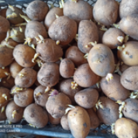 Продам ПРОРОЩЕНЕ насіння картоплі від виробника 2 репродукція сортів Арізона, Пікассо