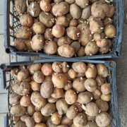 Фото 3. Продам ПРОРОЩЕНЕ насіння картоплі від виробника 2 репродукція сортів Арізона, Пікассо
