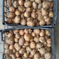 Продам ПРОРОЩЕНЕ насіння картоплі від виробника 2 репродукція сортів Арізона, Пікассо
