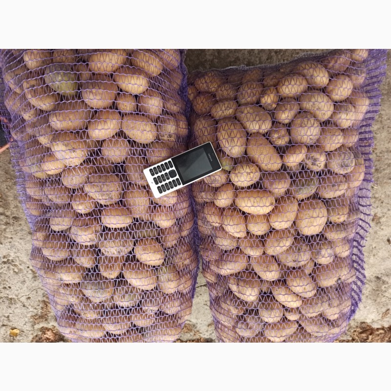 Фото 4. Продам ПРОРОЩЕНЕ насіння картоплі від виробника 2 репродукція сортів Арізона, Пікассо