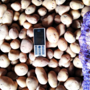 Фото 6. Продам ПРОРОЩЕНЕ насіння картоплі від виробника 2 репродукція сортів Арізона, Пікассо