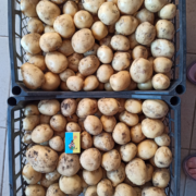 Фото 7. Продам ПРОРОЩЕНЕ насіння картоплі від виробника 2 репродукція сортів Арізона, Пікассо