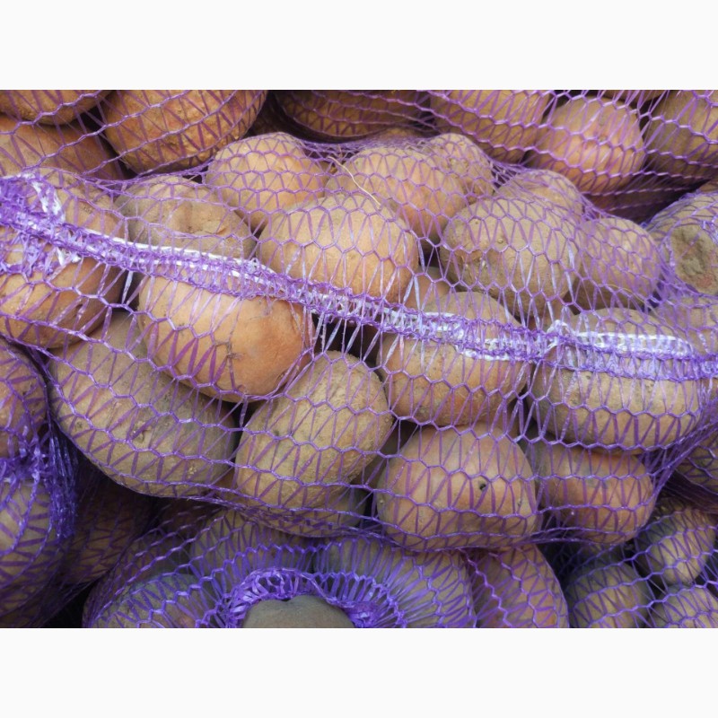 Фото 2. Продам картофель товарный в Каменском