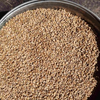 Пшениця підвищений вміст проросших зерен
