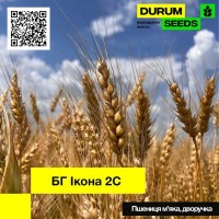 Насіння пшениці BG Ikona 2S (дворучка / остиста) Durum Seeds