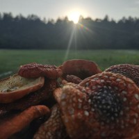 Мухомор червоний, сушений, muscaria