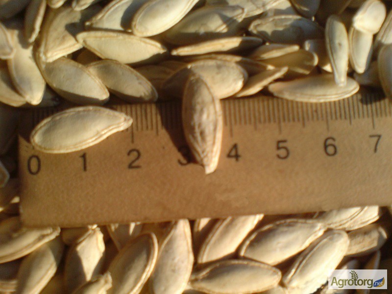 Фото 2. Посевной материал тыквы сортов Сероволжская и Болгарка 1 репродукции