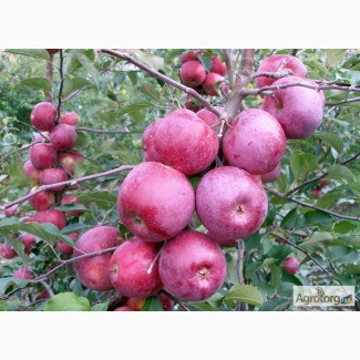 Продам саджанці яблунь та інших плодових дерев.