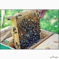 Бджоломатки та бджолопакети Карпатської породи