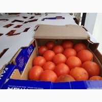 Продам турецкий помидор СРОЧНО