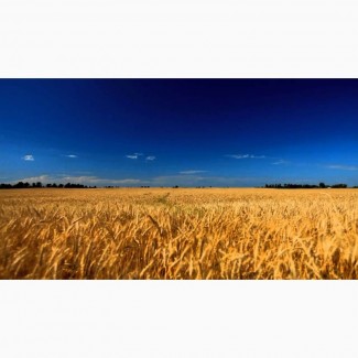 Закупимо пшеницю постійно у сільгоспвиробників! Будь-якої якості і відповідно до Держ