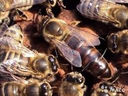 Фото 2. Продам пчелоломатки карпаткы, отправка по Украине, Тысменица