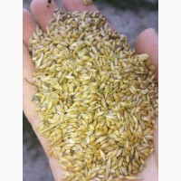 Продам насіння Канарнику урожаю 2018 року 1 Репродукція