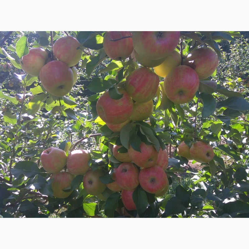 Фото 2. Продам яблука врожаю 2018 з саду