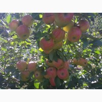 Продам яблука врожаю 2018 з саду