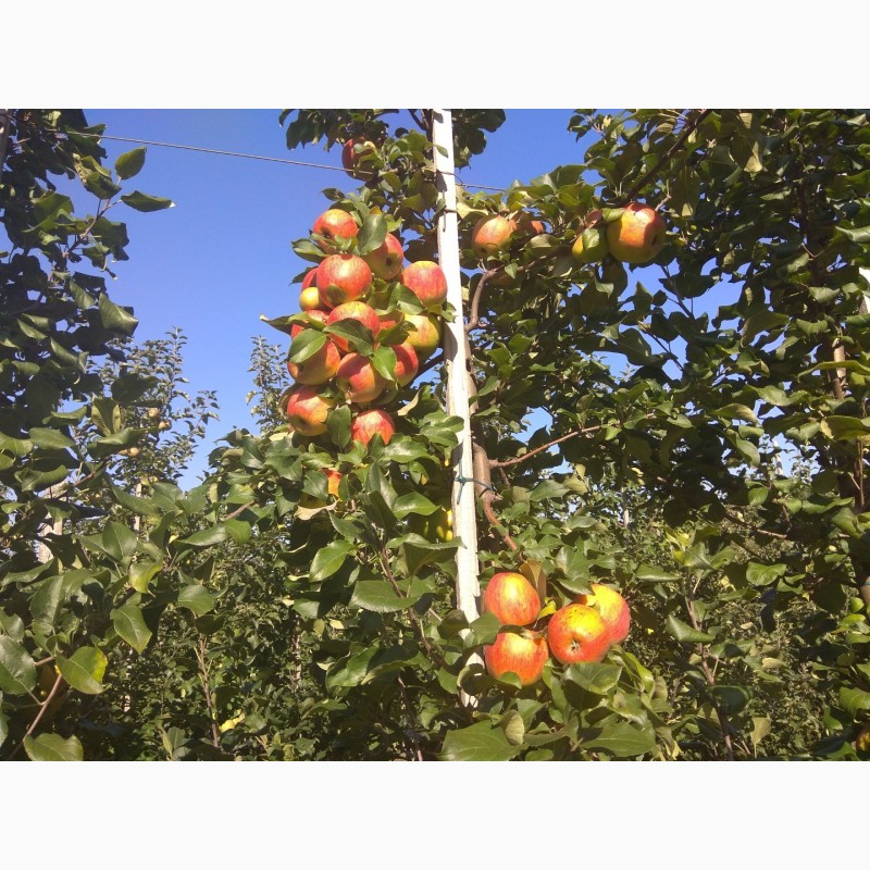 Фото 3. Продам яблука врожаю 2018 з саду