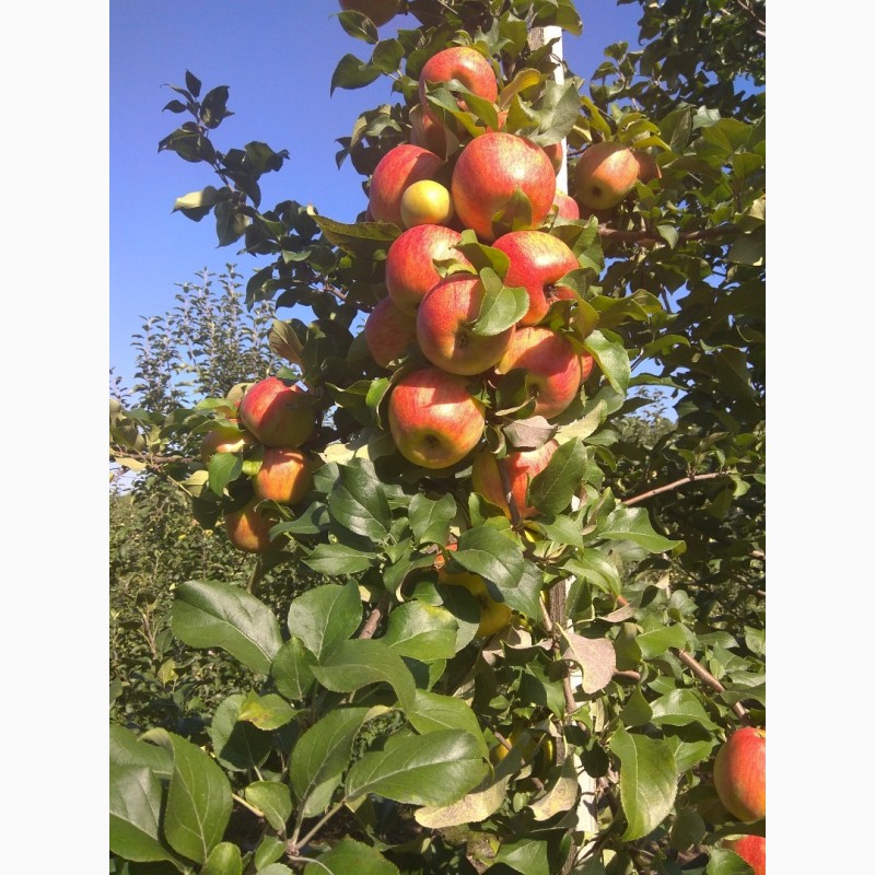 Фото 4. Продам яблука врожаю 2018 з саду