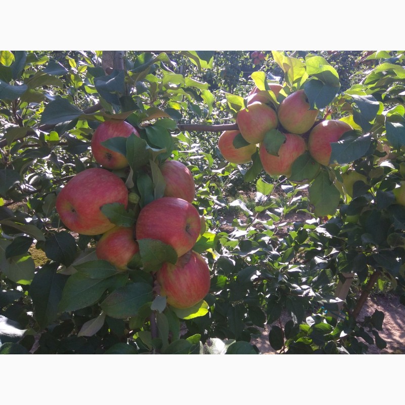 Фото 5. Продам яблука врожаю 2018 з саду