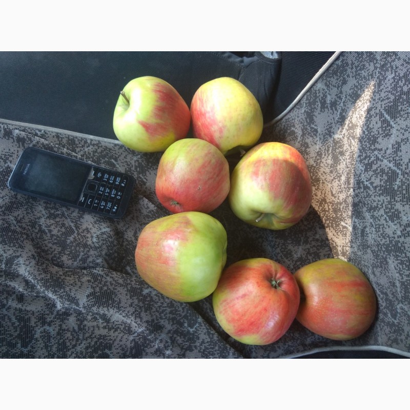 Фото 6. Продам яблука врожаю 2018 з саду
