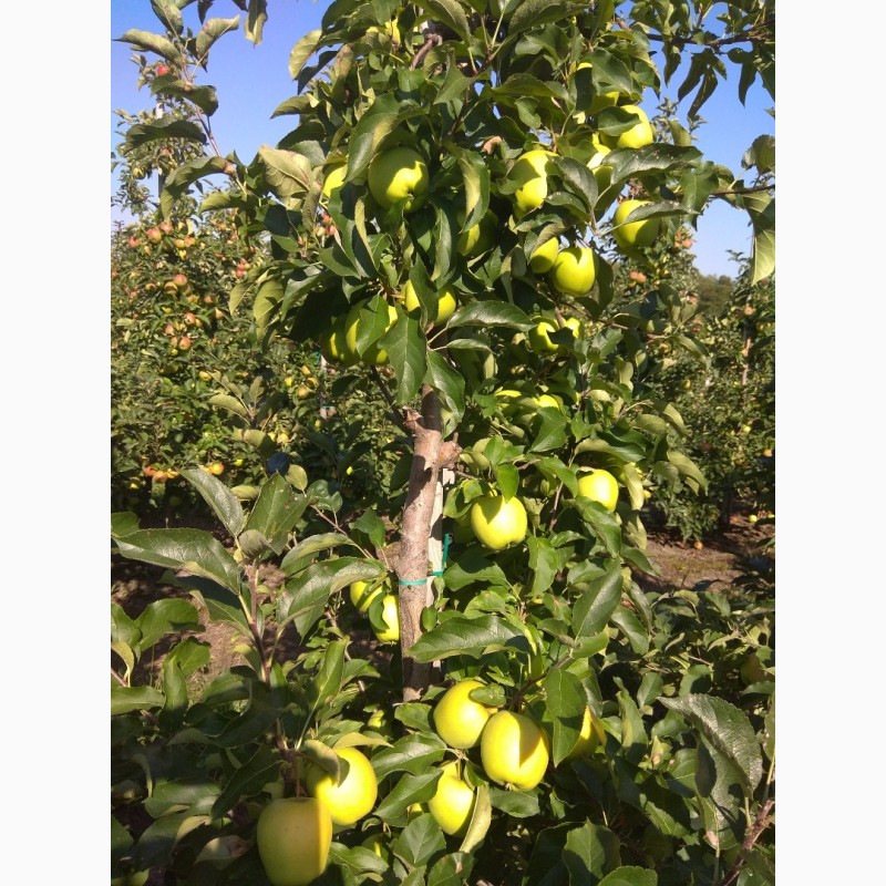 Фото 7. Продам яблука врожаю 2018 з саду
