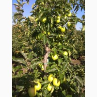 Продам яблука врожаю 2018 з саду