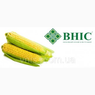 ВНІС: насіння кукурудзи Амарок 300 (ФАО 330)