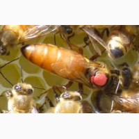 Атки (бджоломатки) породи ІталійкаF1 2019 рік