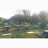 Продам бджоли українську степову
