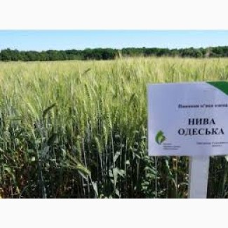 Семена озимой пшеницы Нива Одесская